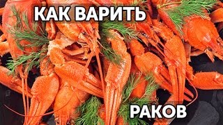 Как правильно варить раков. Рецепт Как правильно варить раков. Рецепт