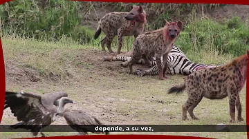 ¿Qué pasaría si los depredadores desaparecieran en un ecosistema?