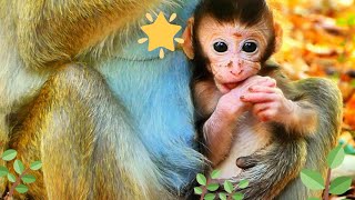 Good monkey mother is really experienced about take care of baby.