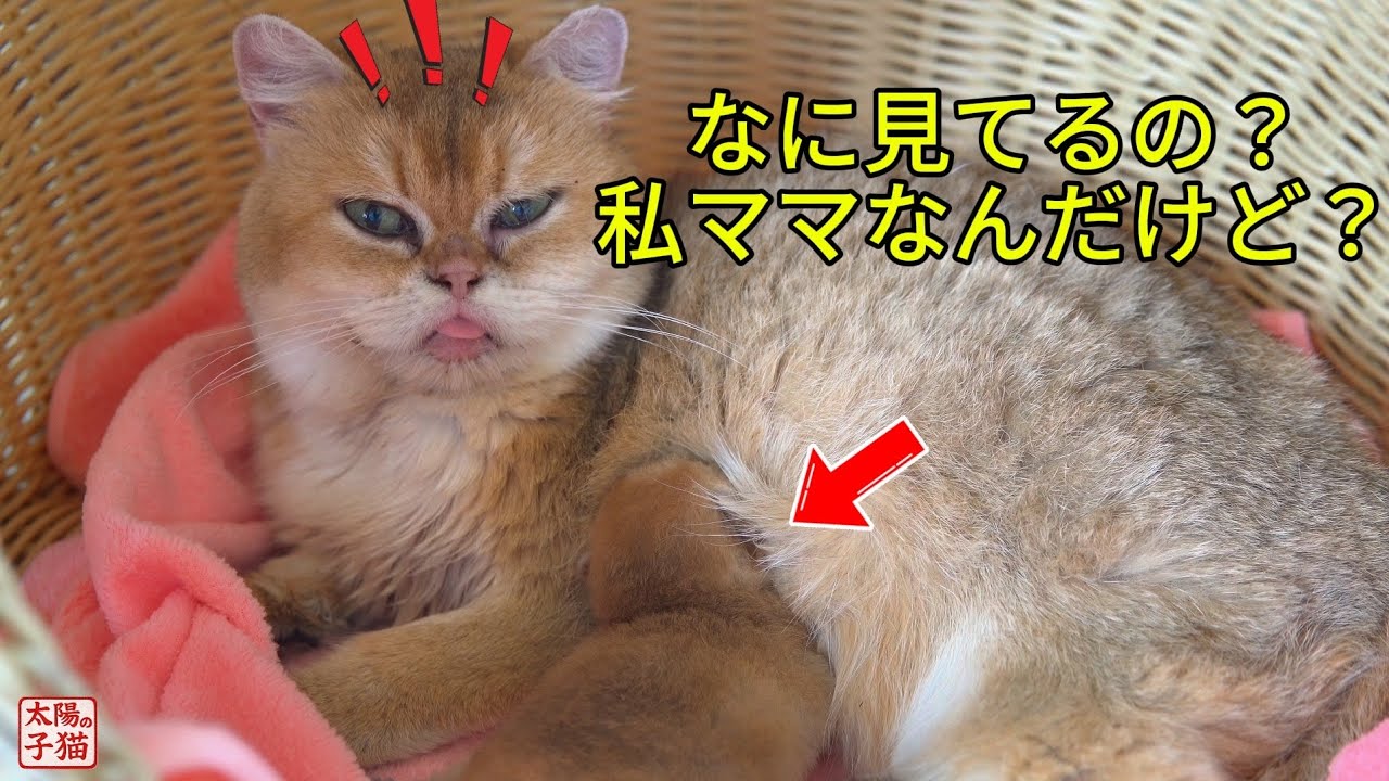 妊娠してないのに母乳が…！？うちの猫が子猫を育てています