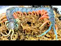 【最大２０ｃｍ超】世界一美しい宝石ムカデの食事が賢すぎた！！！