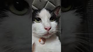 Download Lagu cat kitten stuwet cekkkkk #cat #imut #catvideos #cute #kitten #pets #funny #kucing #cutecat #kitty MP3