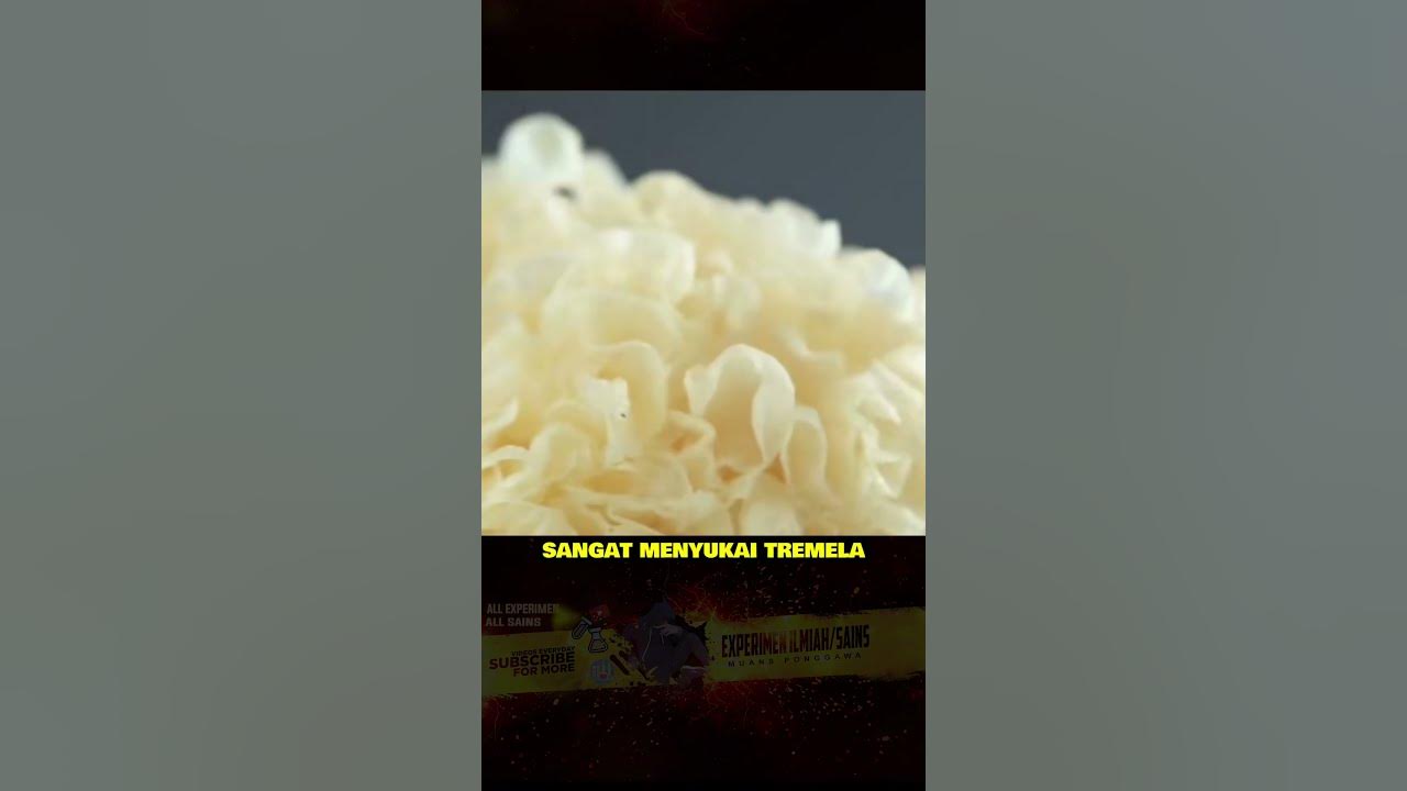 10 Makanan Favorit Organmu #faktaunik #sains