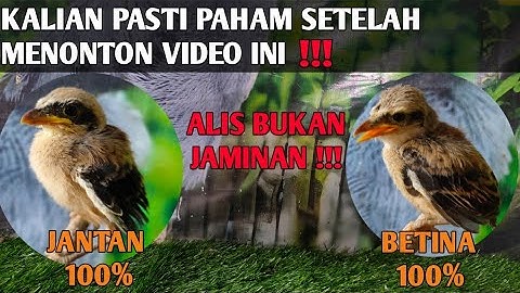CARA MEMBEDAKAN ANAKAN CENDET JANTAN & BETINA SECARA AKURAT ⁉️