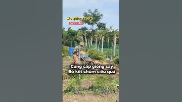 Cung cấp cây giống bồ kết siêu quả #cayboket #caygiongboket