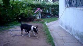 Bull Terrier Pulling My 2 Floor House