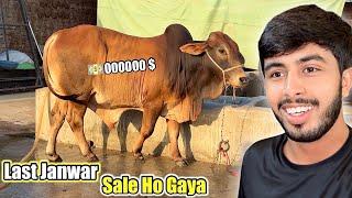 Last Bachra Be Sale Ho Gaya 😍 Kitne Ka Sale Howa ? | Sab online Sale Ho Gaye 💵 Net Worth
