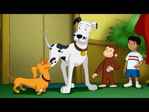 Good Things Come in All Sizes! | Full Episodes 🐵 Curious George