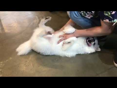 korean dog names male Schultz