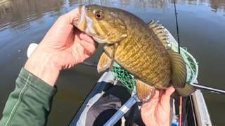 Early Spring NED Rigging for Thick River Smallies!