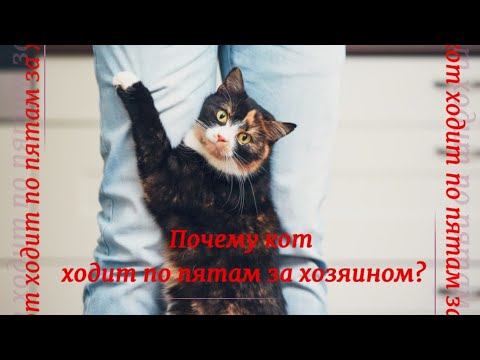 Почему кот ходит по пятам за хозяином  Why does the cat follow its master