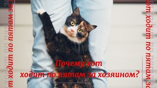 Почему кот ходит по пятам за хозяином Why does the cat follow its master