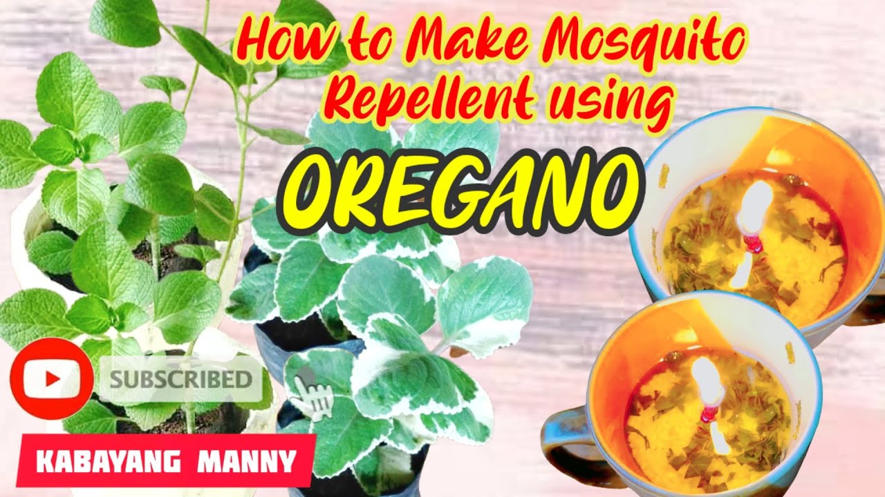 oregano as mosquito repellent research paper chapter 2