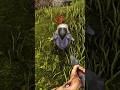 dodo revenge #ark #dinosaur #arksurvivalevolved #arkmemes #gaming #meme #dodo #revenge #deadinside