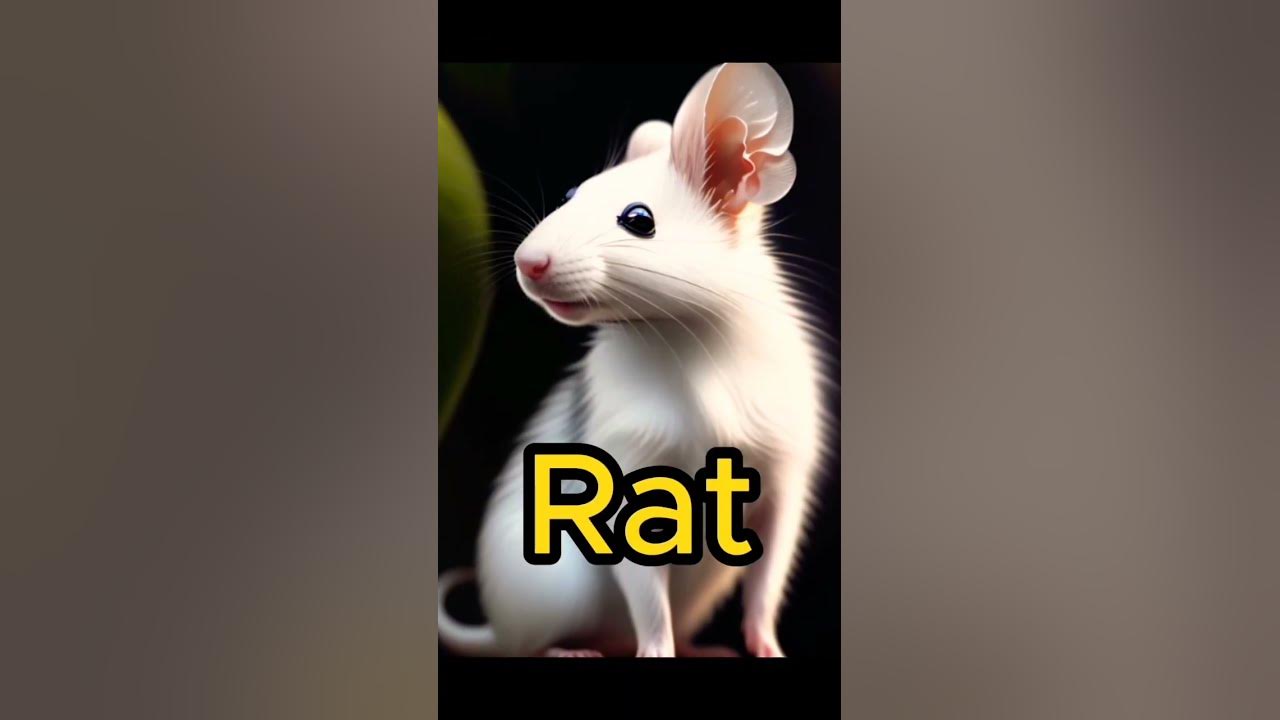animals-that-are-haram-to-keep-as-pet-islamic-video-haram-animals