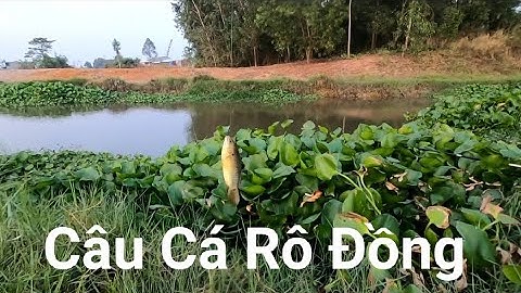 Câu Cá Rô Đồng Trong Đám Lục Bình