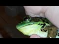 Le Cri De Pablo La Grenouille The Scream Or Pablo The Frog 