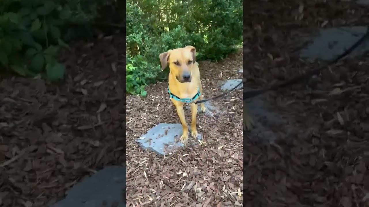 Adoptable Rescue Dog - Juniper 