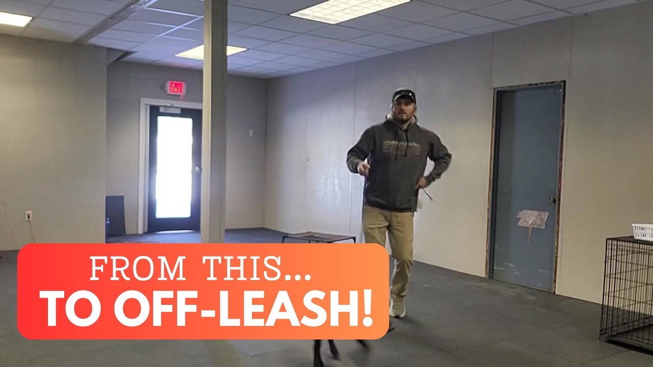From Out of Control to Off-Leash in 4 Weeks
