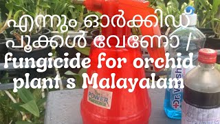 എന്നും ഓർക്കിഡ് പൂക്കൾ വേണോ / fungicide for orchid plant s Malayalam #Najisworld #organicfungicide