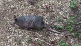 Veado Tatu fogo e abrigo Selva Anazonica! Avenmtura do começo ao fim.