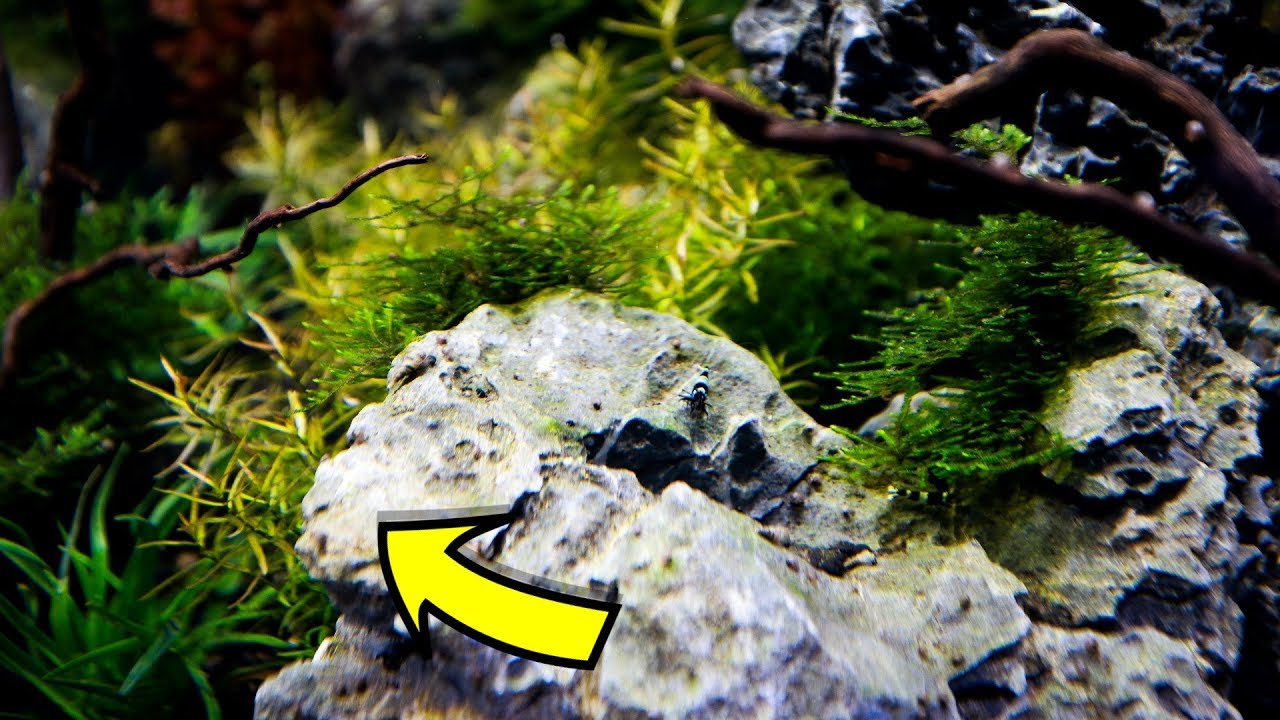 rare aquarium plants