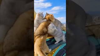 別打了 19 猫 #かわいい #cat #打架