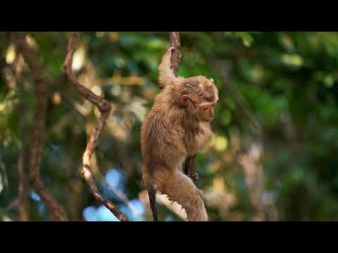 ভিডিও: আদিম সমাজে কেন কর আরোপ করা হয়নি