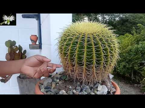 Video: Enfermedades fúngicas del cactus barril: aprenda sobre los síntomas y el control de la pudrición por Pythium