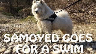 Samoyed goes for a swim by Kiro 1,011 views 7 years ago 3 minutes, 30 seconds