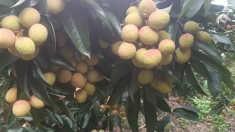 Vải Thiều Lục Ngạn đi bán vải mệt hơn ở nhà tác đường liên miên