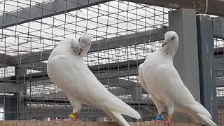Кобрашейные пакистанские голуби. Cobraneck Pakistani pigeons