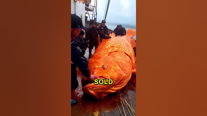 Biggest Fish EVER! 😱