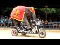 Ioi 2011  the elephant show  riding the bicycle