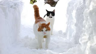 ちろちょび雪道散歩　240301