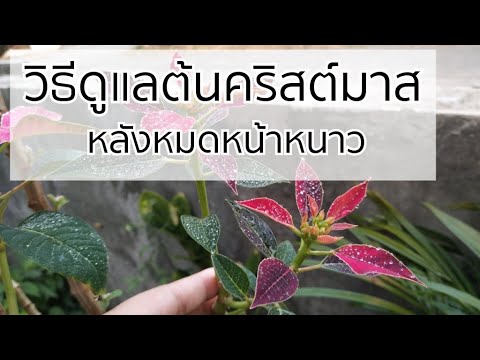 วีดีโอ: Poinsettia: ดูแลบ้าน: ย้ายพันธุ์, ผสมพันธุ์, รดน้ำ