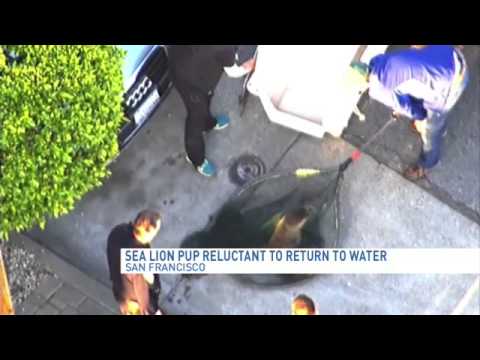 Video: „Pet Scoop“: jūros liūtas randamas San Francisko gatvėje, Nepriklausomose Šv