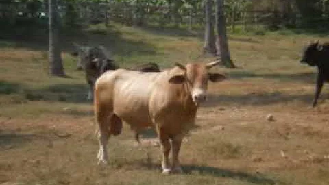 RANCHO DE DON JULIO COBIAN DE CIHUATLAN.mpg