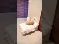 寝たふりをするノーティードッグ😍❤️