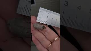 майский жук в гостях