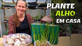 How to Plant GARLIC in VASSES I Garden at Home I GARDEN IN THE BACKYARD