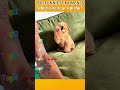 Funniest AnimalsMoments#funnyanimals #animalcomedy #dog#funny#funnyanimals#funnypets#animals