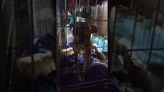 Gremlin Escaping Doggy Prison, 8 Month Old Pit Bull, Shar Pei Rescue