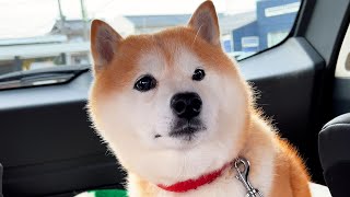 Shibe was smiling at the thought of going for a walk, but the car arrived at the veterinary hospital