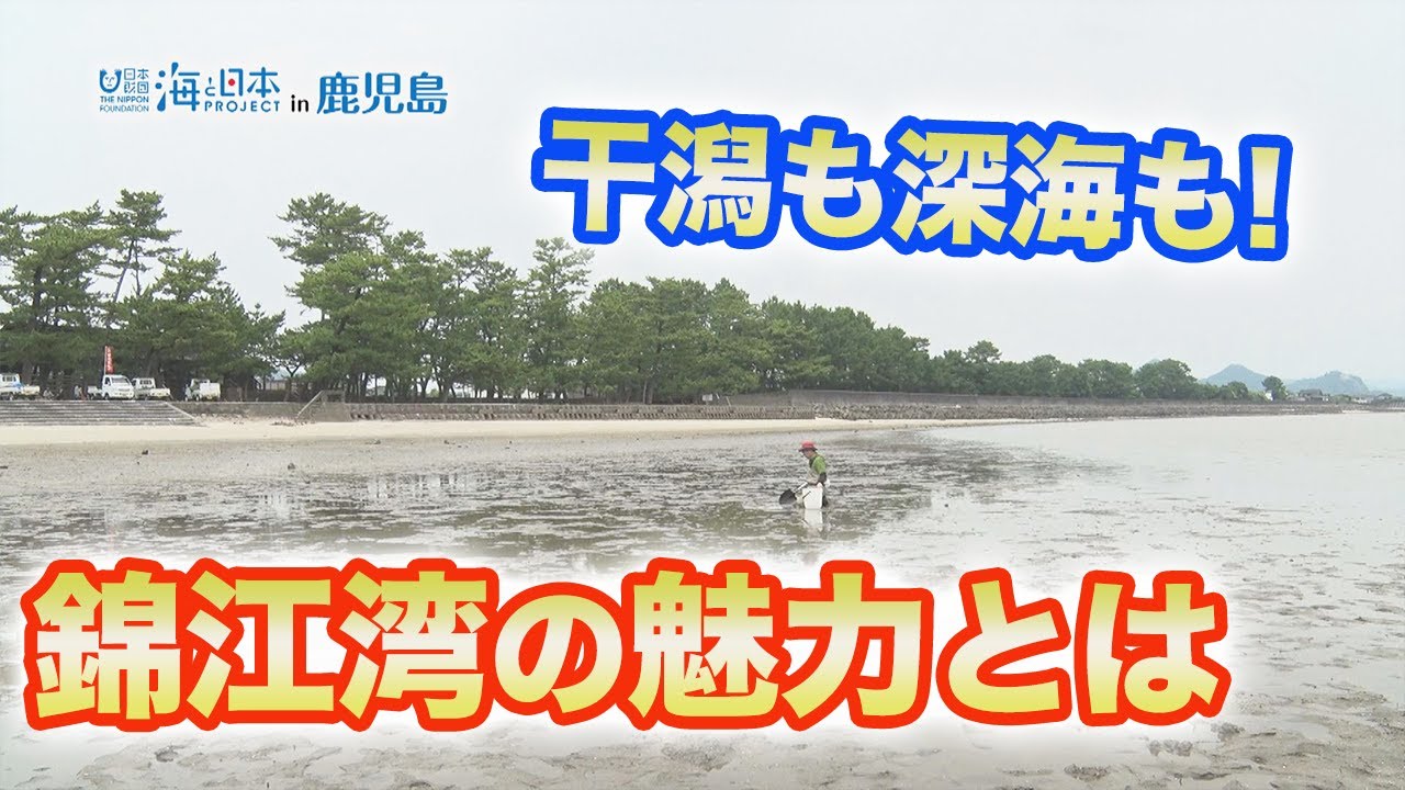 わがまちの海自慢 干潟も深海もある錦江湾 日本財団 海と日本PROJECT