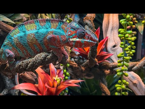 РЕПТИЛИИ И АМФИБИИ МАГАЗИНА