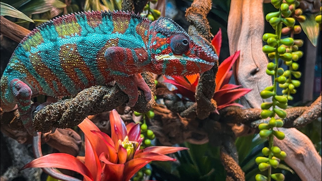 РЕПТИЛИИ И АМФИБИИ МАГАЗИНА - YouTube