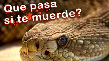 ¿Son mortales las mordeduras de serpiente de cascabel?