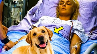 A Este Perro Se Le Rompió El Corazón Cuando Falleció Su Dueña, ¡Y Entonces Ocurrió Lo Impensable!