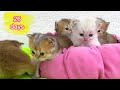 Adorable kittens playing in the nest | Too much cuteness